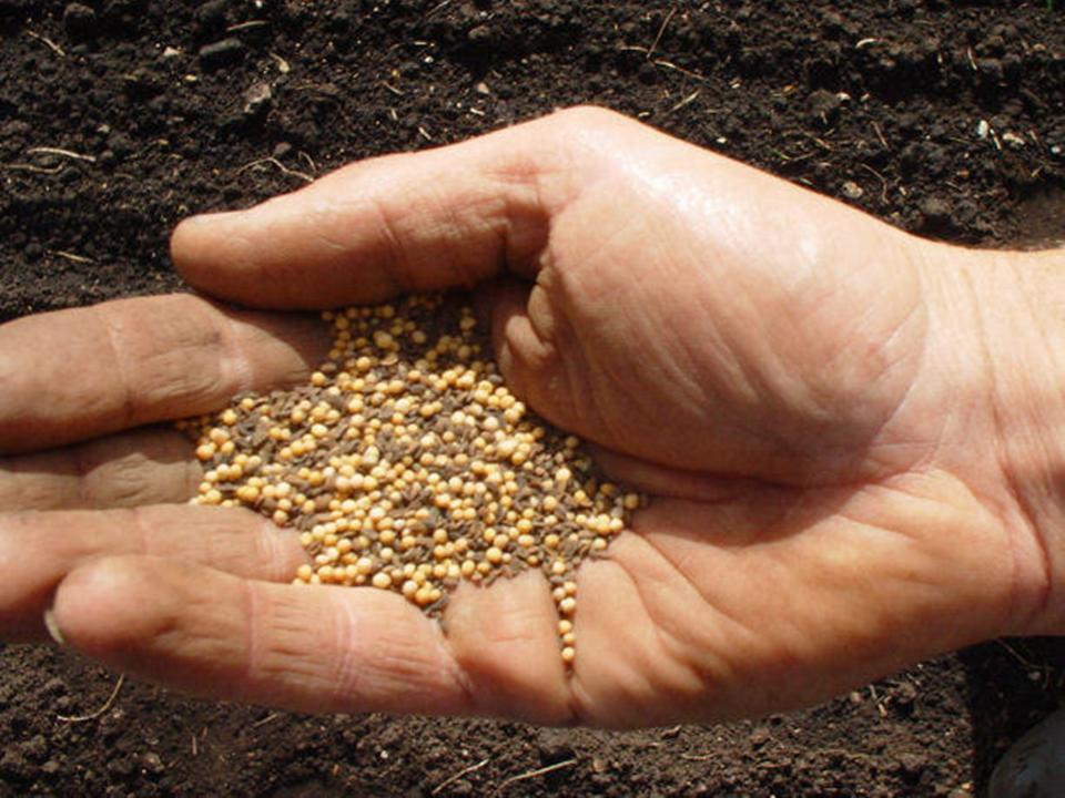 Mustard seeds held in the palm of a hand.