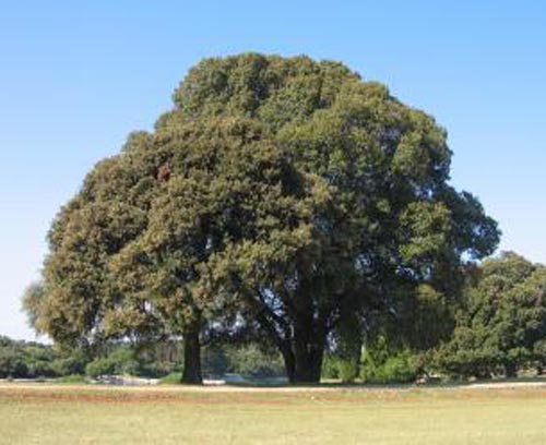 A mustard tree