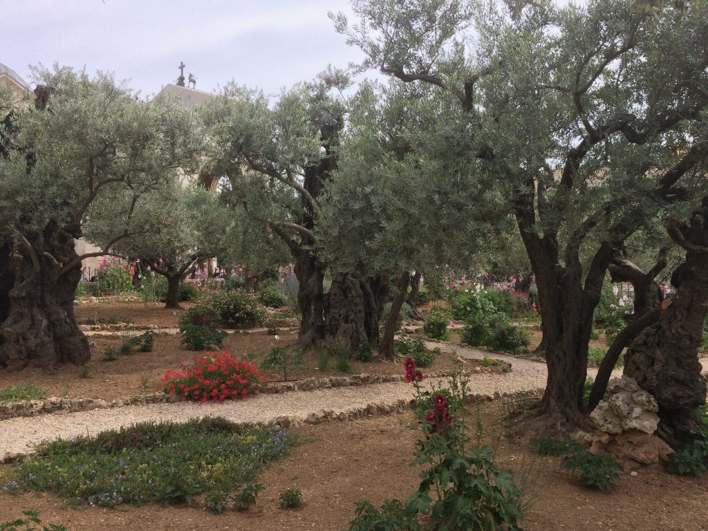 A photo of the Garden of Gethsemane, 2017.
