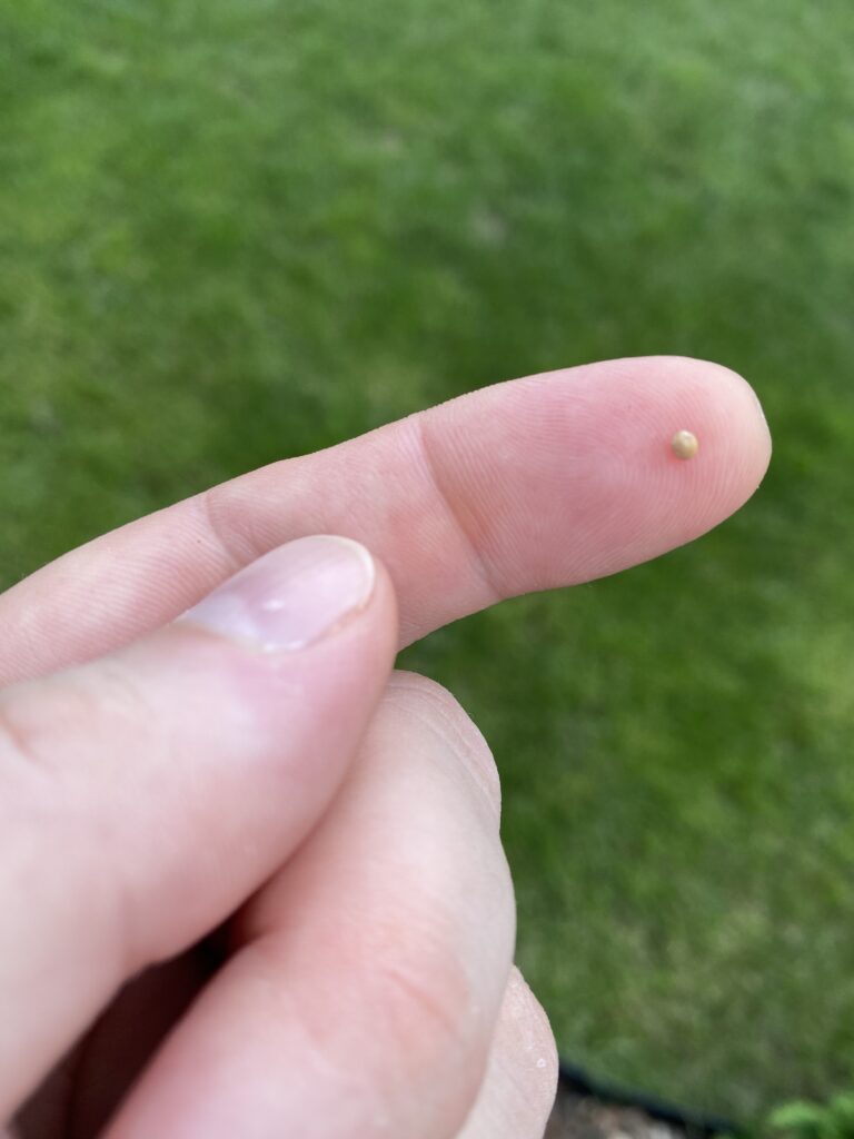A mustard seed rests on the pad of an index finger.