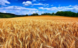 A field of wheat, waiting for the harvest.