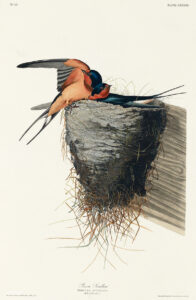 Barn Swallow from Birds of America (1827) by John James Audubon (1785 - 1851), etched by Robert Havell (1793 - 1878).