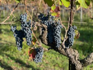 A photograph of bunches of grapes on the vine in Italy.